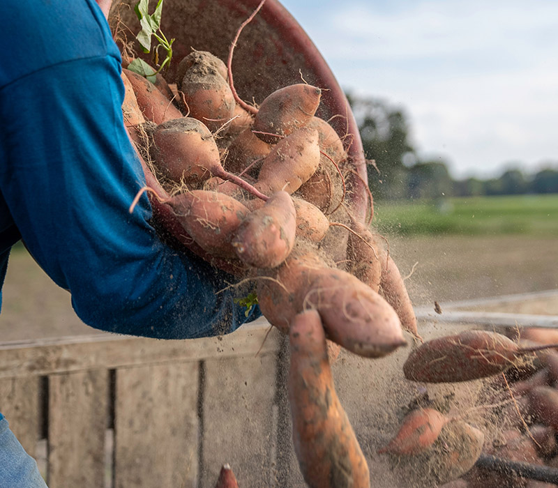 Introduction to Sustainable Farming