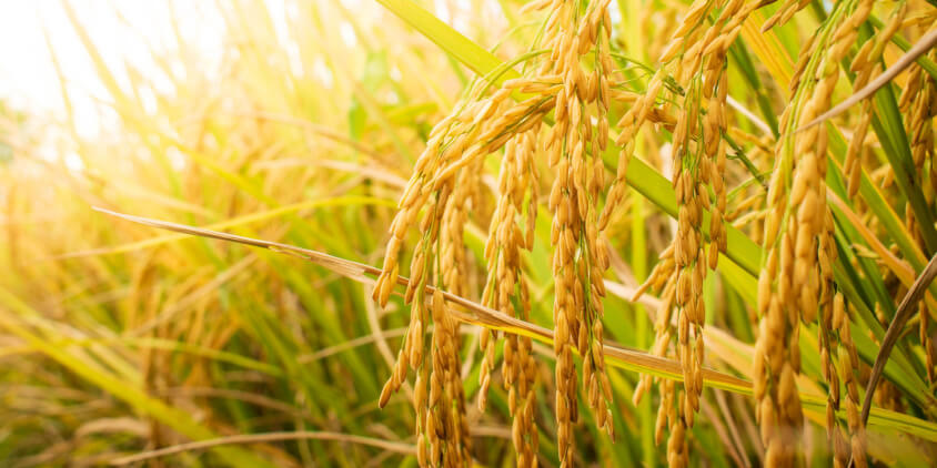 Rice, Jobs and Your Future